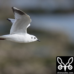 ズグロカモメは小さくて可愛らしいカモメ。おまけに愛想も良かった。