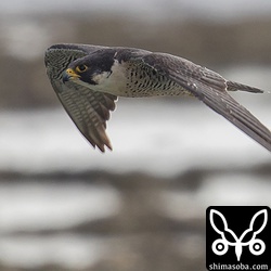 獲物には興味を示さず目の前を横切るハヤブサ。