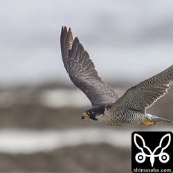 ちょうど雲が出てきたのが残念です。