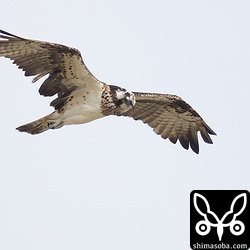ミサゴもタイドプールの魚狙いでやって来ました。