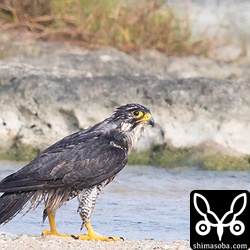 ハヤブサに気付かれないよう、岩礁に登って撮りました。この後、元来た方へ帰って行きました。
