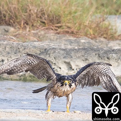 いつもは勇ましいハヤブサですが…。^^;