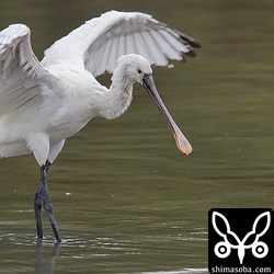 三角池には、ヘラサギが1羽。活発に動いていました。