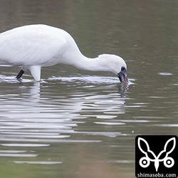 三角池のクロツラヘラサギ2羽は、餌を採ったりしていた。
