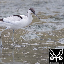 こちらも三角池にてソリハシセイタカシギ。