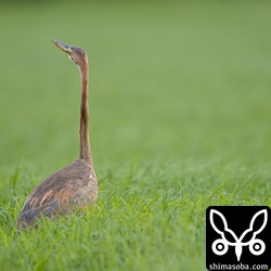 続いて、ムラサキサギの幼鳥もゲット。
