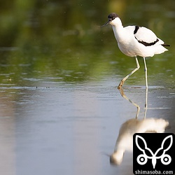西日を浴びならが餌探し。