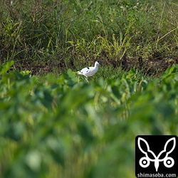最初見つけた時は、こんな場所。1200mmで撮ってこれだから距離も結構あります。