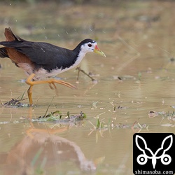 シロハラクイナも沖縄本島では全く見ませんが石垣島ではたくさんいます。