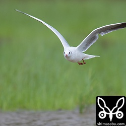 午前中は、強風が吹いていたからか、ユリカモメが田んぼでアマサギと過ごしていました。