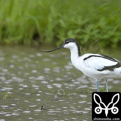 ソリハシセイタカシギは、2羽入っていました。別々の田んぼです。