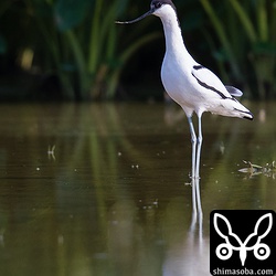 警戒心は、ソリハシセイタカシギにしては強めで、農家の人が通り過ぎると緊張していました。ピンと立った姿勢と美しく揃った長い脚は、バレリーナのようですね。^^