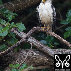 平久保には、濡れ鼠のカンムリワシ幼鳥が。