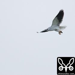 ネズミを捕まえた。