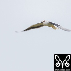 太陽が出てくれたらと思うのですが、天気がいいと狩をする時間帯が遅くなり、結局は暗いとのこと。ネズミの活動時間に合わせているのでしょう。