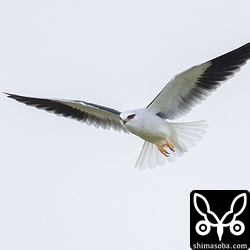 日差しが出てくれればいいのだけど、一日中、曇りの石垣島でした…。^^;