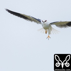 一瞬、こちらを向いてくれました。カタグロトビの真っ赤な目をなんとか見ることができた。