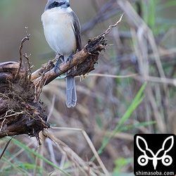 シマアカモズも沖縄本島では少ない。
