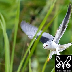 丈の高い草に間に潜むネズミを狙います。捕まえる瞬間は、草が邪魔で全く見えません。^^;