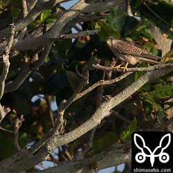 牧草地では、チョウゲンボウが餌探し。