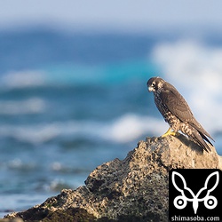 獲物には目もくれず岩場で休憩。