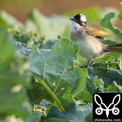 キャベツを食害するシロガシラ。