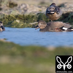 先日、撮り忘れたオカヨシガモ。