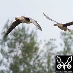 田んぼの上を旋回するうちに群れは二手に分かれてしまった。