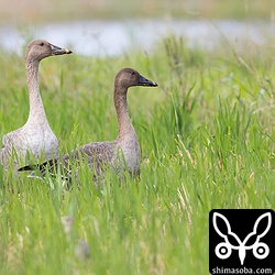 今季、同所で2度目のヒシクイ。5羽の群れのうちの2羽。