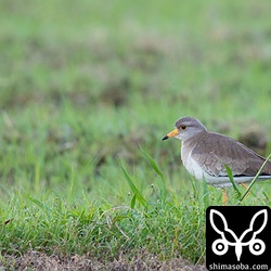 沖縄では珍しいケリ。