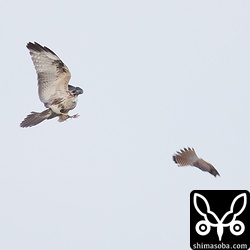 ギリギリで急ブレーキしながら首をすくめチョウゲンボウの攻撃をかわすノスリ。