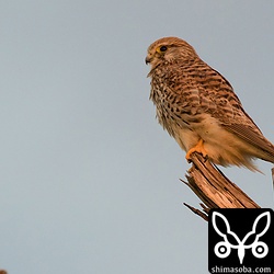 夕日にチョウゲンボウ。夕方の光の少ない中、手持ちでこれだけ写れば充分ですね。7D Mark II と EF100-400mm F4.5-5.6L IS II USM のセットは今後、重宝しそうです。