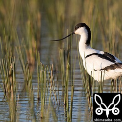 今年、8羽目のソリハシセイタカシギ。これだけ現れると感動は薄れてきた…。^^;