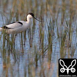 夕日のに染まりながらイグサ畑で餌を探していました。