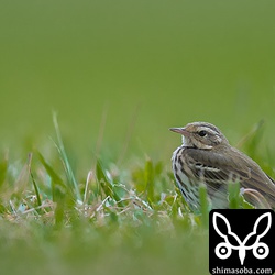 十数羽のビンズイが群れていました。