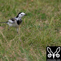 漫湖水鳥・湿地センターの駐車場係のホオジロハクセキレイ。