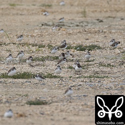 シロチドリなどが区画整理された土地で休んでいます。