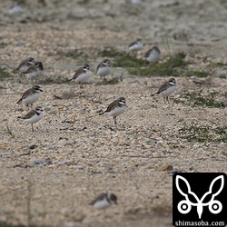 たくさんのシロチドリがいても足環のついた個体はゼロ。^^;