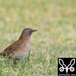 公園には、広大な芝生が広がりシロハラなどが餌を探すのに好都合。
