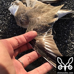 電線に激突し即死のメダイチドリ。