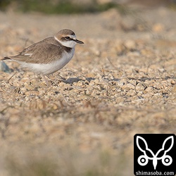 シロチドリのオス冬羽。