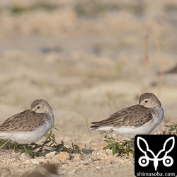 第1回冬羽になったハマシギ。パラパラと20羽ほど休んでいました。