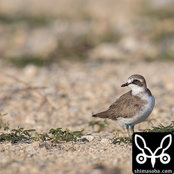 左足には、メタルリングもしているのですが、番号は読み取れず。