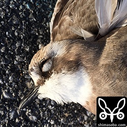 かわいそうに。早急な電線地中化を求めたい。