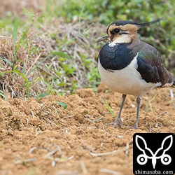 タゲリが1羽やってきた。この体勢のまま動く気配なし。