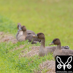 ヒシクイは4羽。