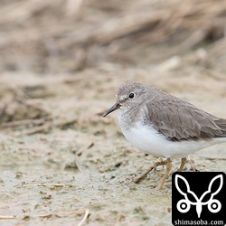 オジロトウネン。ヒバリシギの群れに混ざって餌探し。