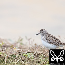ヒバリシギ。
