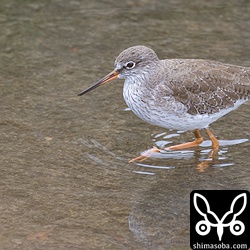 アカアシシギ。
