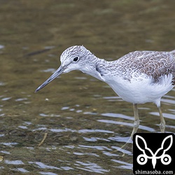 アオアシシギ。